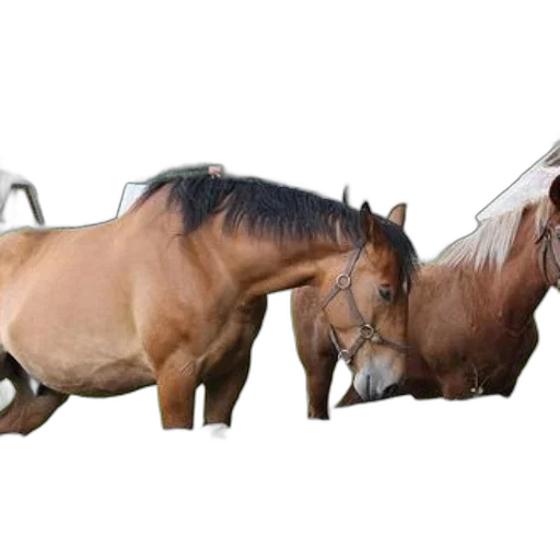 animal, furniture, jewelry, staff transparent PNG cut-out