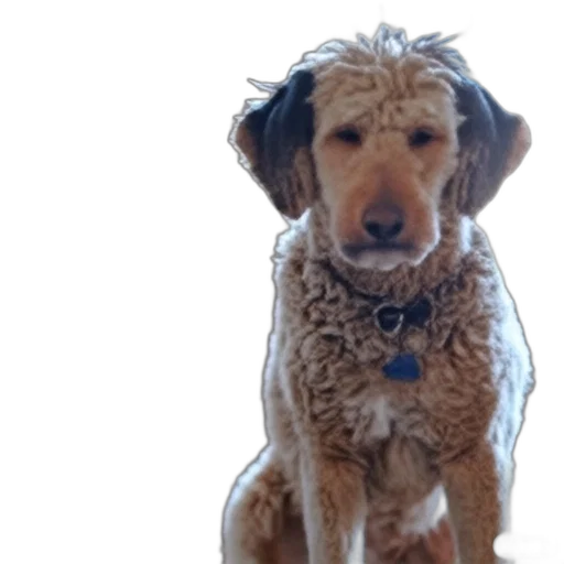 staff, animal, creature, face transparent PNG cut-out