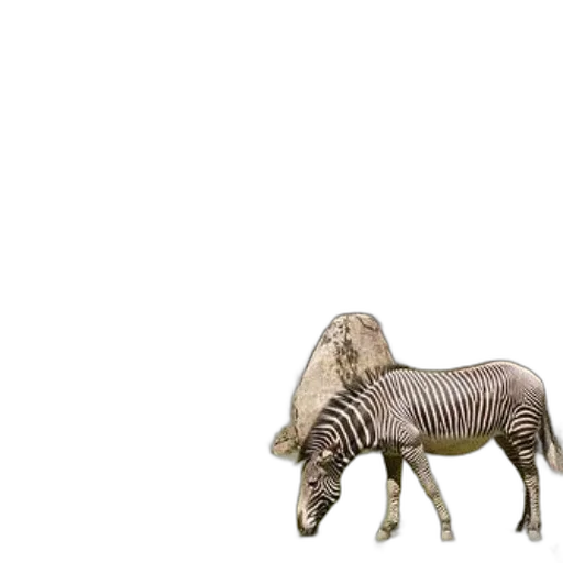 animal, creature, furniture, hair transparent PNG cut-out