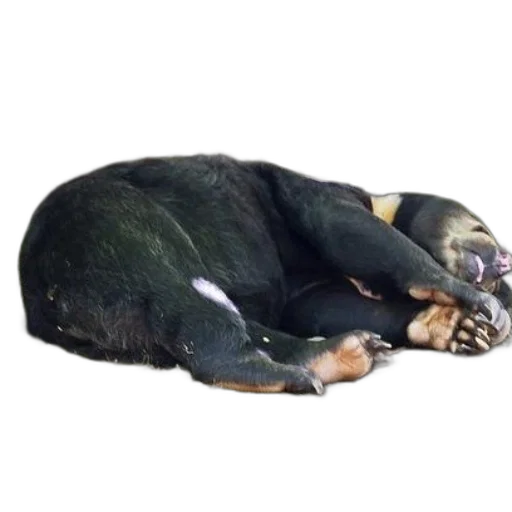 animal, creature, staff, jewelry transparent PNG cut-out