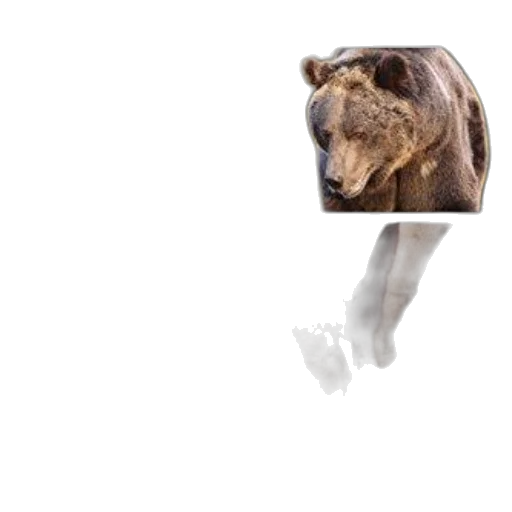 animal, creature, hair, face transparent PNG cut-out
