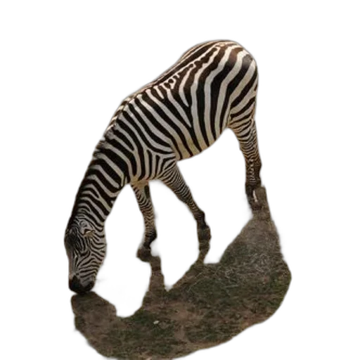 animal, creature, hat, shoes transparent PNG cut-out