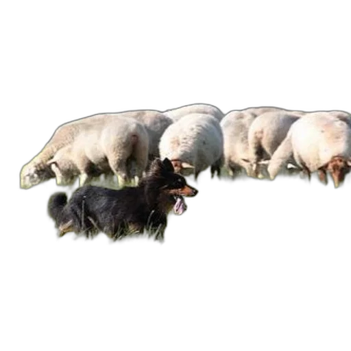 animal, food, concept art, photorealistic transparent PNG cut-out