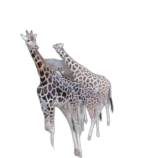 animal, creature, crown, jewelry transparent PNG cut-out