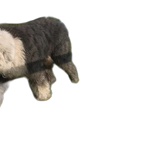 animal, creature, hair, furniture transparent PNG cut-out