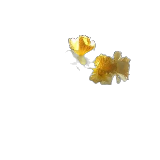 flower, crown, jewelry, food transparent PNG cut-out