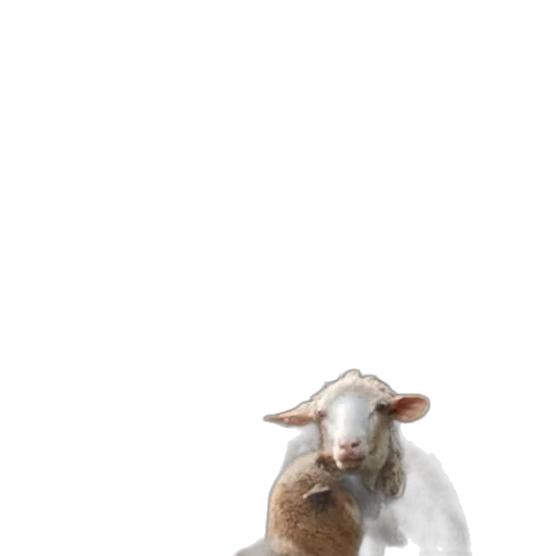 animal, creature, food, staff transparent PNG cut-out
