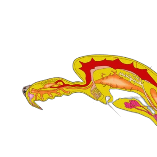 dragon, anatomical, diagram, spider transparent PNG cut-out