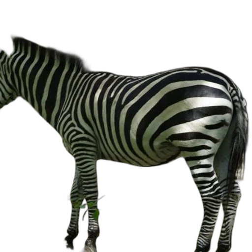 animal, creature, staff, furniture transparent PNG cut-out