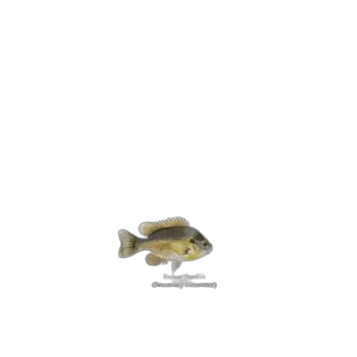 animal, creature, weapon, food transparent PNG cut-out