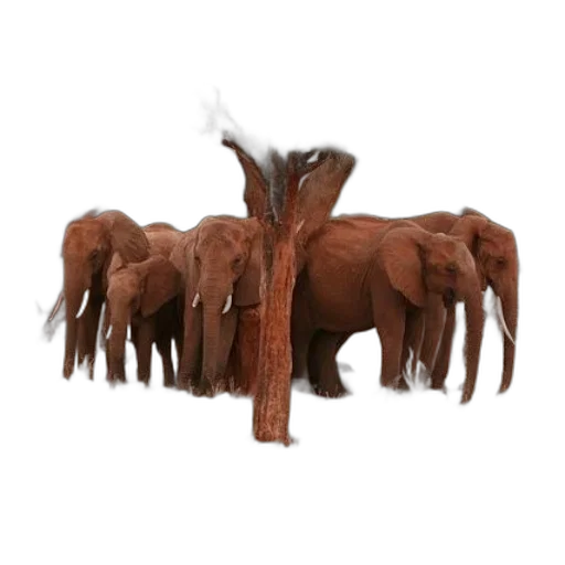 animal, staff, creature, furniture transparent PNG cut-out