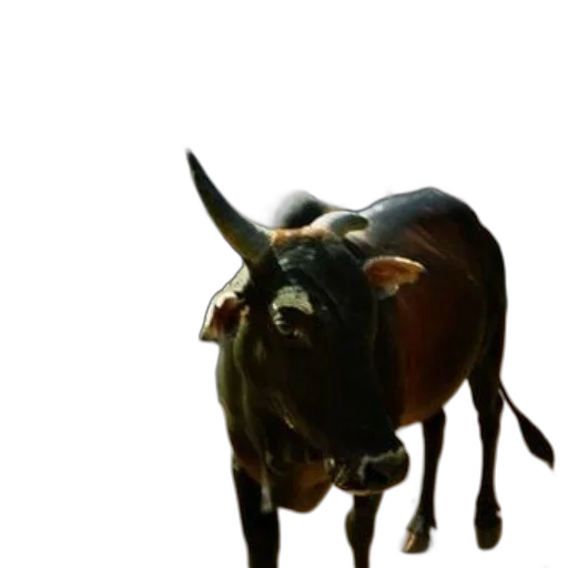 animal, mask, staff, creature transparent PNG cut-out