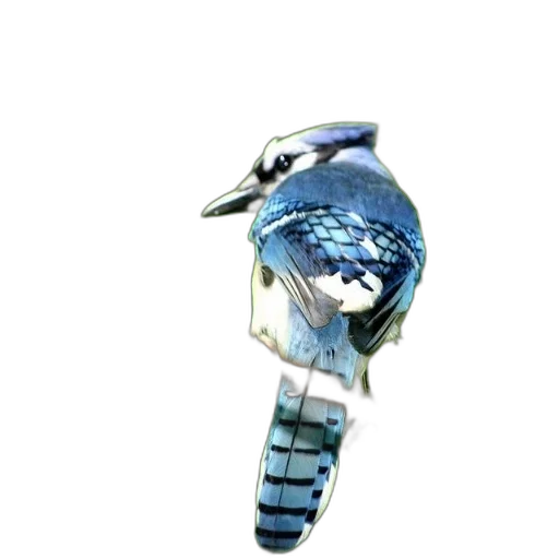 staff, animal, jewelry, weapon transparent PNG cut-out