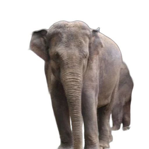 animal, creature, staff, face transparent PNG cut-out