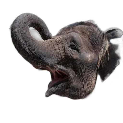 animal, creature, face, mask transparent PNG cut-out