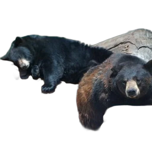 animal, creature, staff, hat transparent PNG cut-out