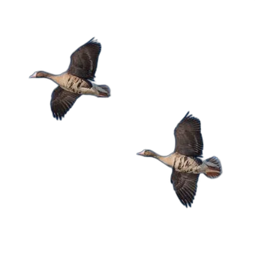 animal, two, birds, flying transparent PNG cut-out