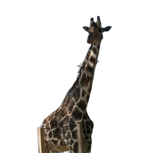 animal, creature, staff, hat transparent PNG cut-out