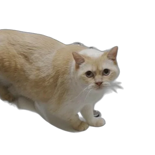 animal, creature, robot, weapon transparent PNG cut-out