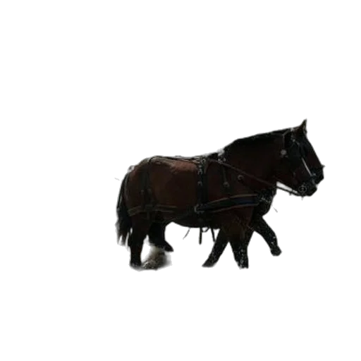 animal, creature, staff, weapon transparent PNG cut-out