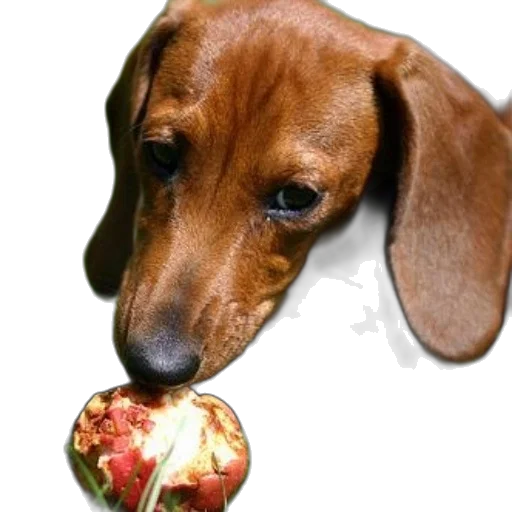 food, animal, staff, face transparent PNG cut-out