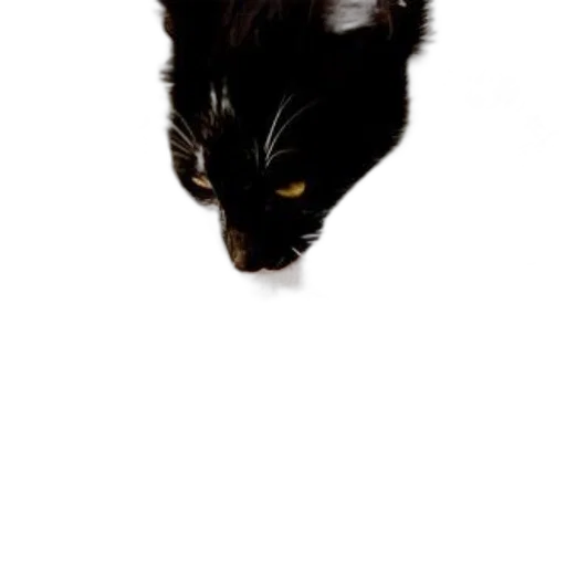 animal, creature, staff, face transparent PNG cut-out