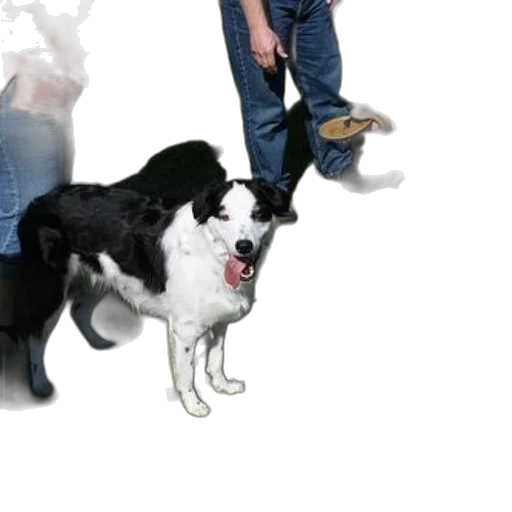animal, creature, staff, weapon transparent PNG cut-out