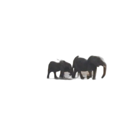 animal, furniture, hair, creature transparent PNG cut-out