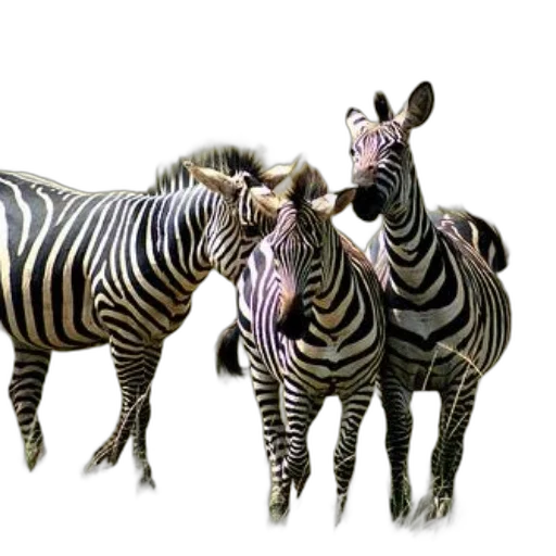 animal, creature, jewelry, photorealistic transparent PNG cut-out