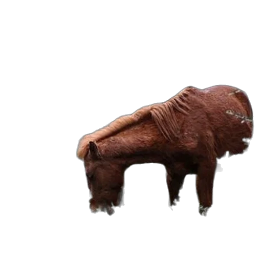 animal, creature, furniture, mask transparent PNG cut-out