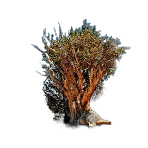 tree, crown, hair, staff transparent PNG cut-out