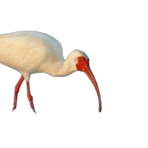 animal, creature, hair, shoes transparent PNG cut-out