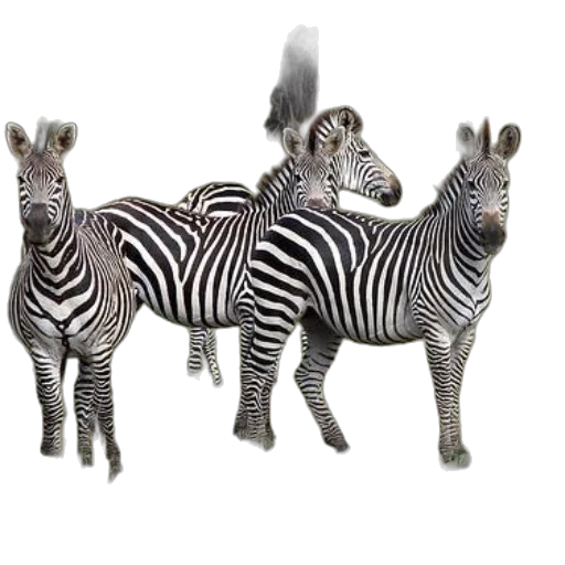 animal, jewelry, 3d render, photorealistic transparent PNG cut-out
