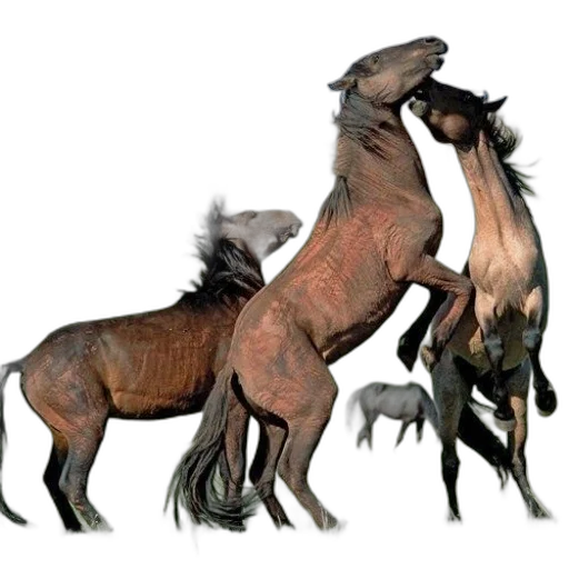animal, dragon, creature, weapon transparent PNG cut-out