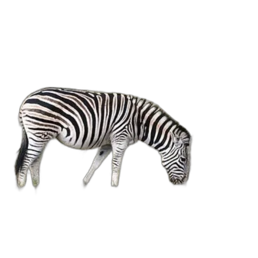 animal, creature, jewelry, furniture transparent PNG cut-out