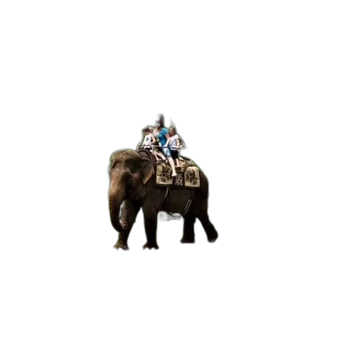 animal, hat, robot, creature transparent PNG cut-out