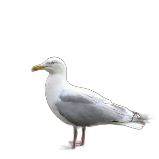 animal, creature, staff, food transparent PNG cut-out