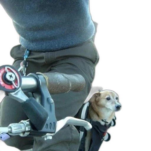 staff, small, dog, rides transparent PNG cut-out