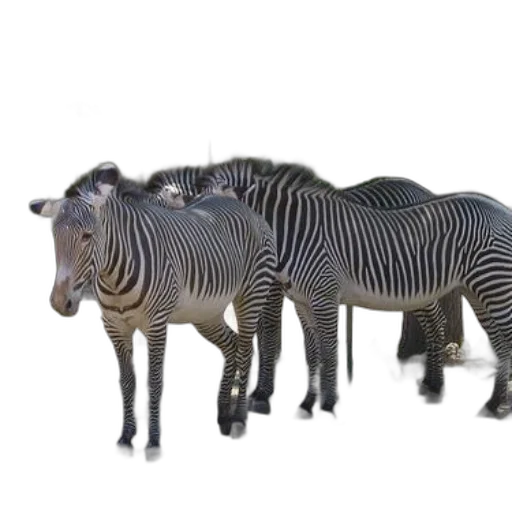 animal, creature, furniture, jewelry transparent PNG cut-out