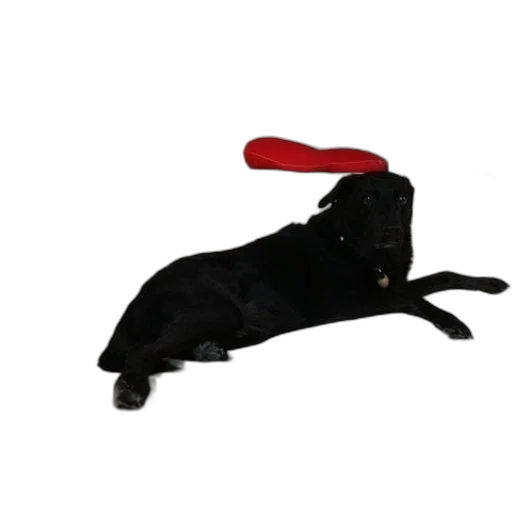 staff, hat, umbrella, animal transparent PNG cut-out