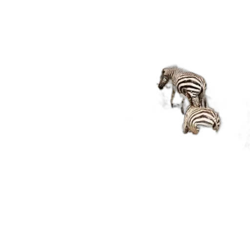 animal, creature, hair, jewelry transparent PNG cut-out
