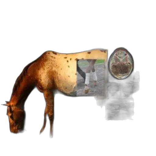 animal, furniture, food, creature transparent PNG cut-out