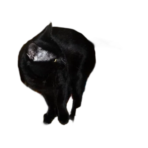 animal, creature, hat, mask transparent PNG cut-out