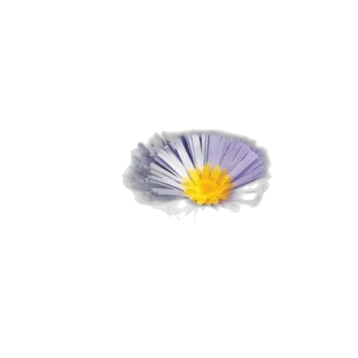 flower, crown, jewelry, hair transparent PNG cut-out