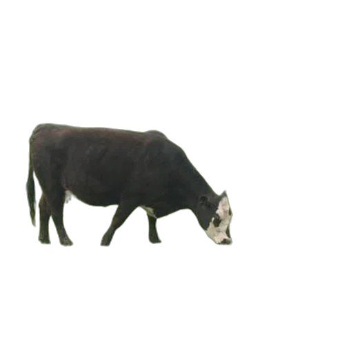 animal, creature, food, jewelry transparent PNG cut-out