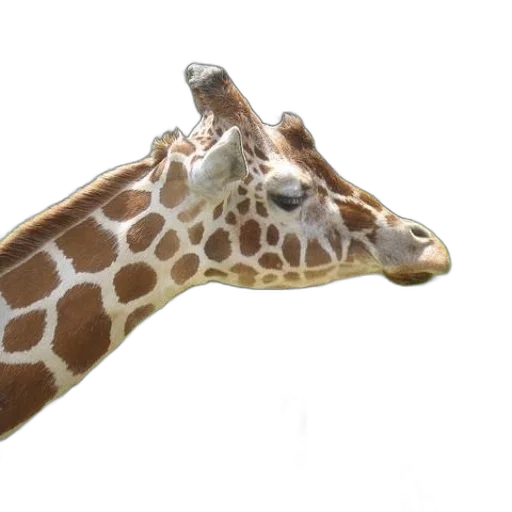 animal, creature, staff, hat transparent PNG cut-out