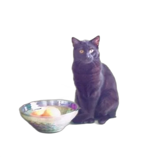 food, animal, creature, staff transparent PNG cut-out