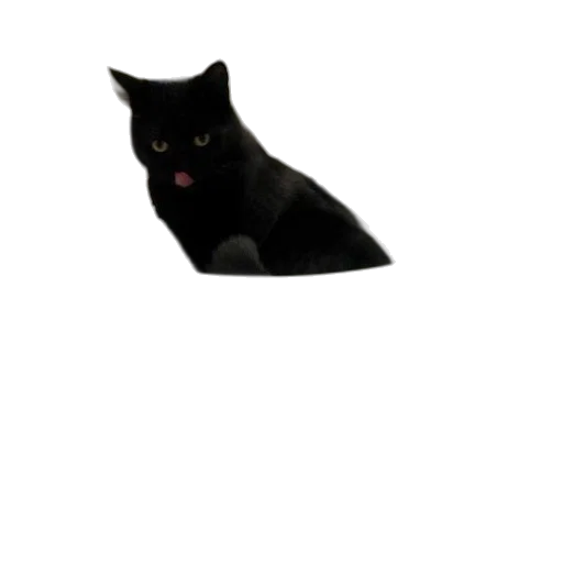 animal, creature, staff, hat transparent PNG cut-out