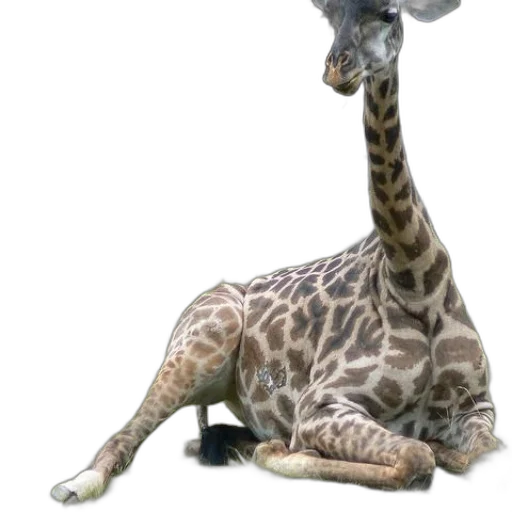animal, creature, staff, shoes transparent PNG cut-out