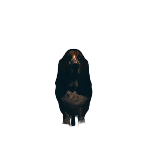 animal, creature, hair, jacket transparent PNG cut-out